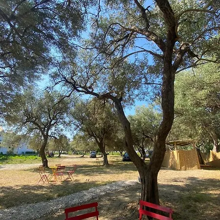 Olive Camping Campsite *