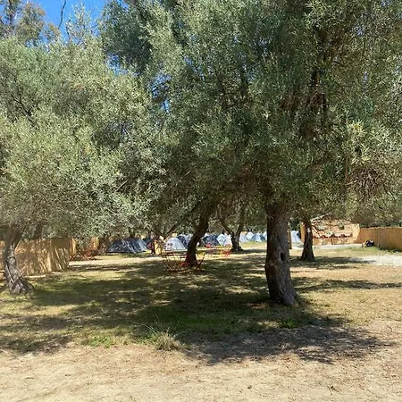 Olive Camping